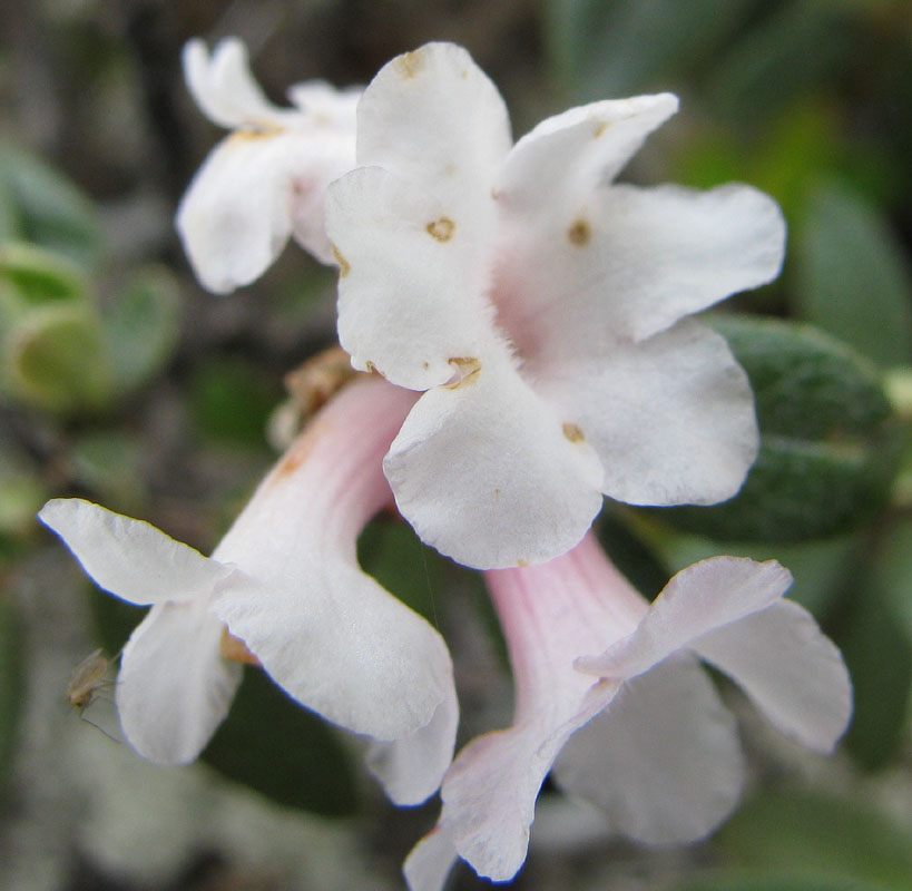 Image of Rhododendron adamsii specimen.