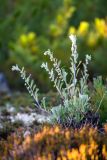 genus Artemisia. Бутонизирующее растение. Хабаровский край, Охотский р-н, гора Кадар, 980 м н.у.м., кустарничково-лишайниковая тундра. 28.07.2026.