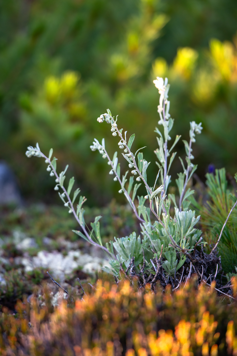 Image of genus Artemisia specimen.