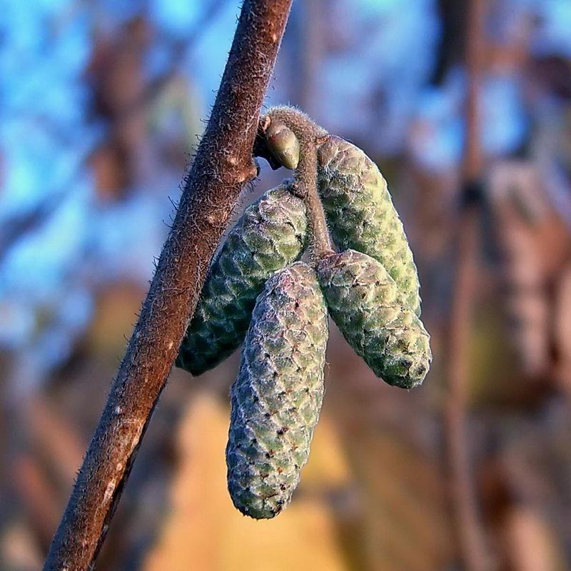 Изображение особи Corylus avellana.