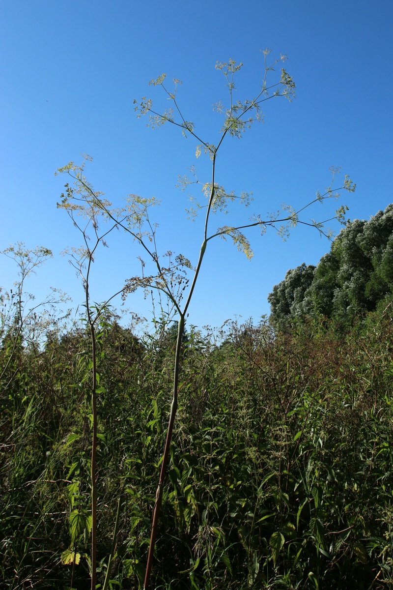 Image of Chaerophyllum bulbosum specimen.