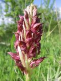 Anacamptis coriophora. Соцветие. Крым, Байдарская долина, окр. с. Кизиловое. 18.05.2010.