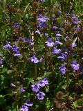 Glechoma hederacea