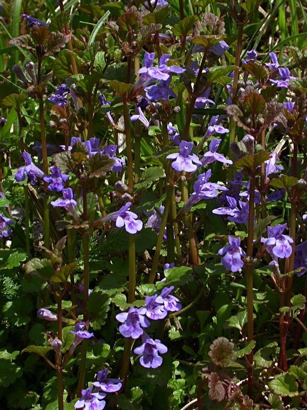 Image of Glechoma hederacea specimen.