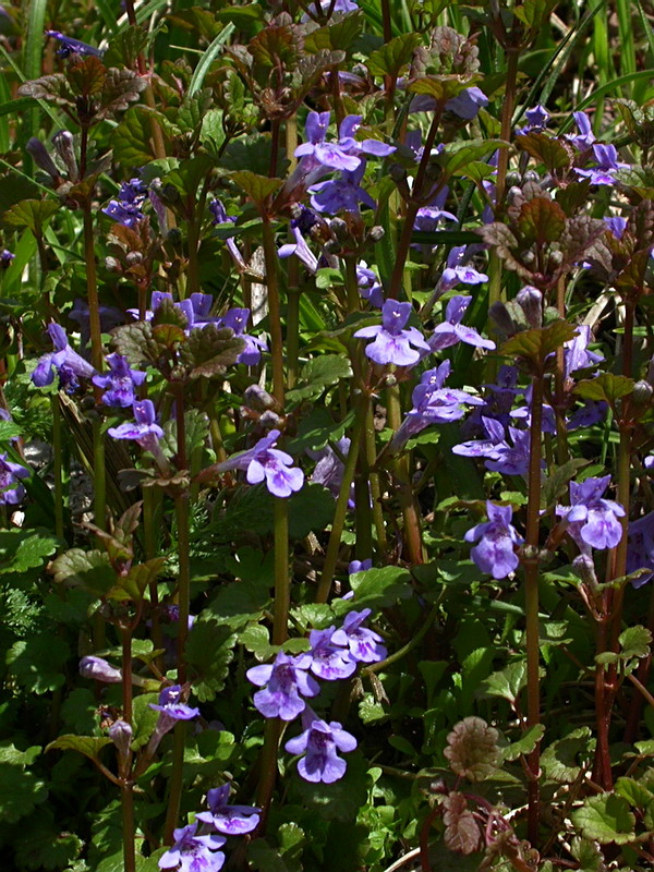 Изображение особи Glechoma hederacea.