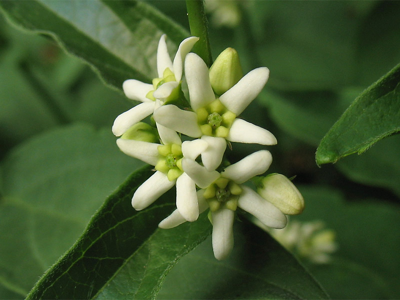 Image of Vincetoxicum hirundinaria specimen.