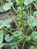 Malva pusilla