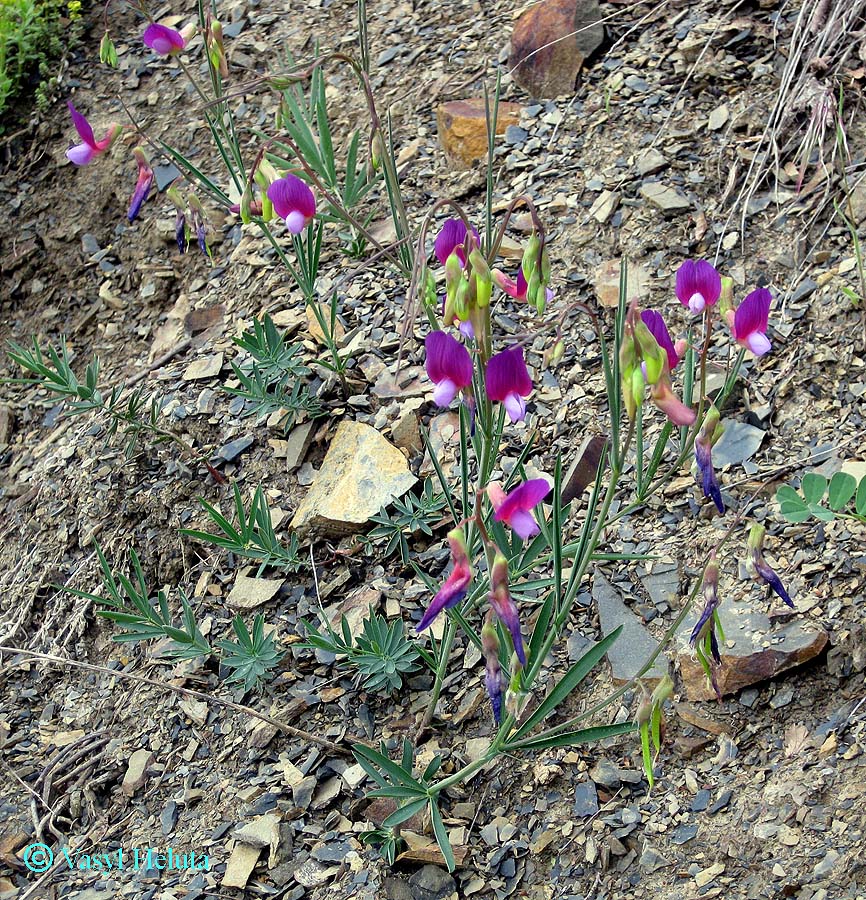 Image of Lathyrus digitatus specimen.