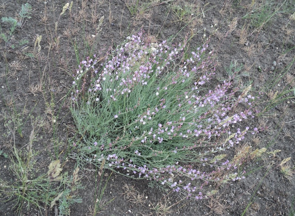 Изображение особи Astragalus tenuifolius.