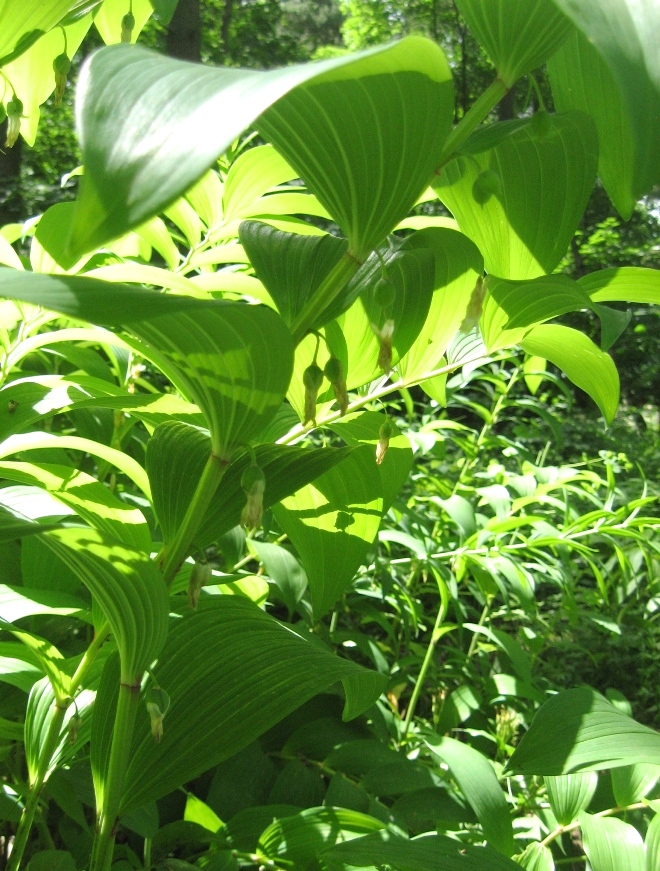 Image of Polygonatum ovatum specimen.
