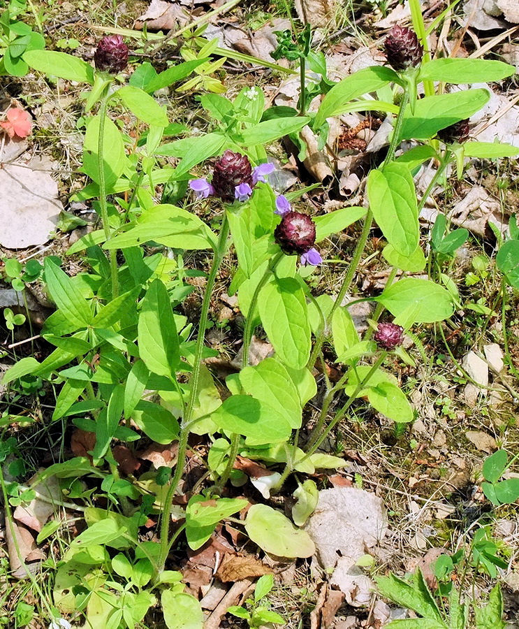 Image of Prunella japonica specimen.