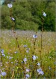 Cichorium intybus. Цветущее растение. Чувашия, окр. г. Шумерля, обочина дороги на Суру. 14 июля 2011 г.