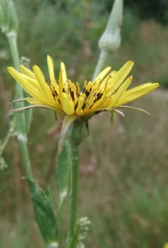 Изображение особи Tragopogon dasyrhynchus.