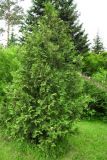 Thuja occidentalis