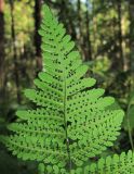 Gymnocarpium robertianum. Верхушка вайи с сорусами (вид снизу). Архангельская обл., Вельский р-н, окр. пос. Усть-Шоноша, заболоченный лес. 25.07.2011.