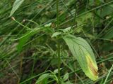 Epilobium pseudorubescens. Часть побега с пазушными цветоносами. Горный Крым, окр. пос. Виноградный. 7 августа 2011 г.