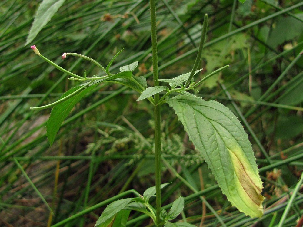 Изображение особи Epilobium pseudorubescens.