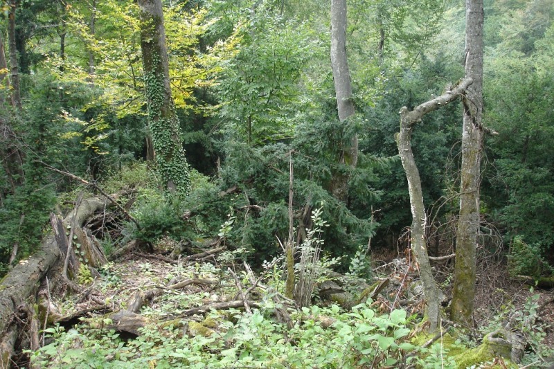 Image of Taxus baccata specimen.