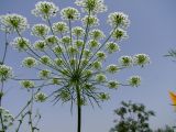 Ammi majus