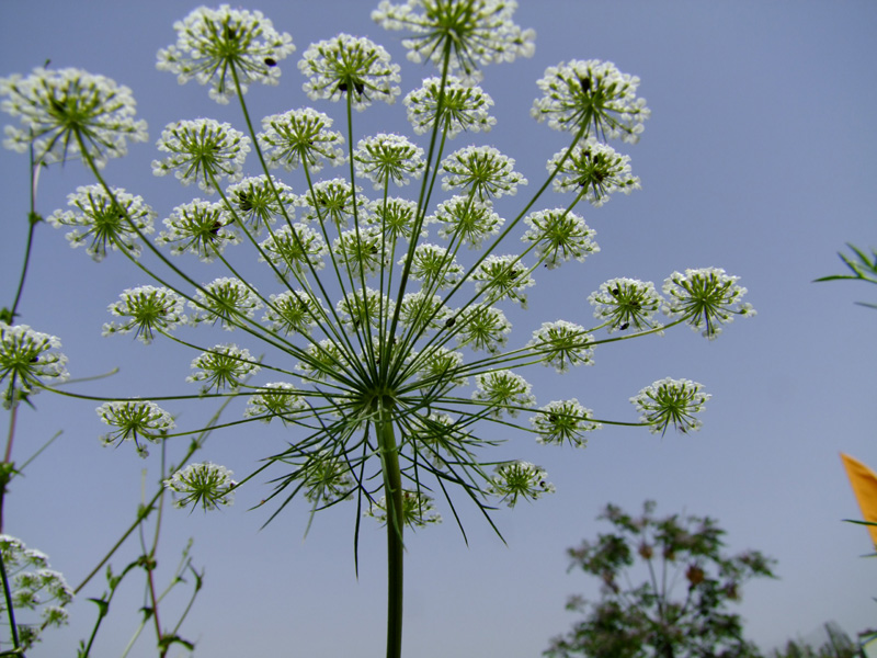 Изображение особи Ammi majus.