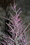 Tamarix hispida