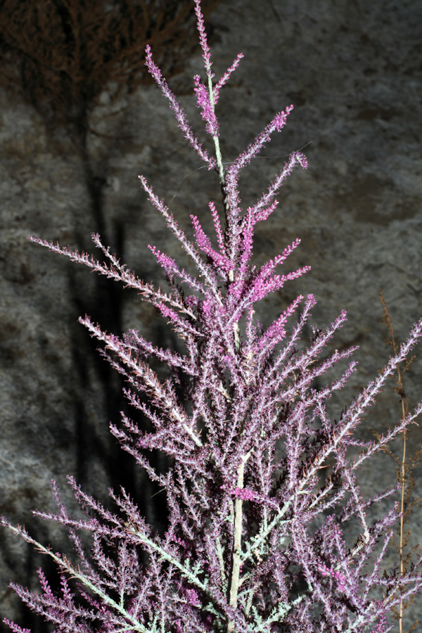 Image of Tamarix hispida specimen.