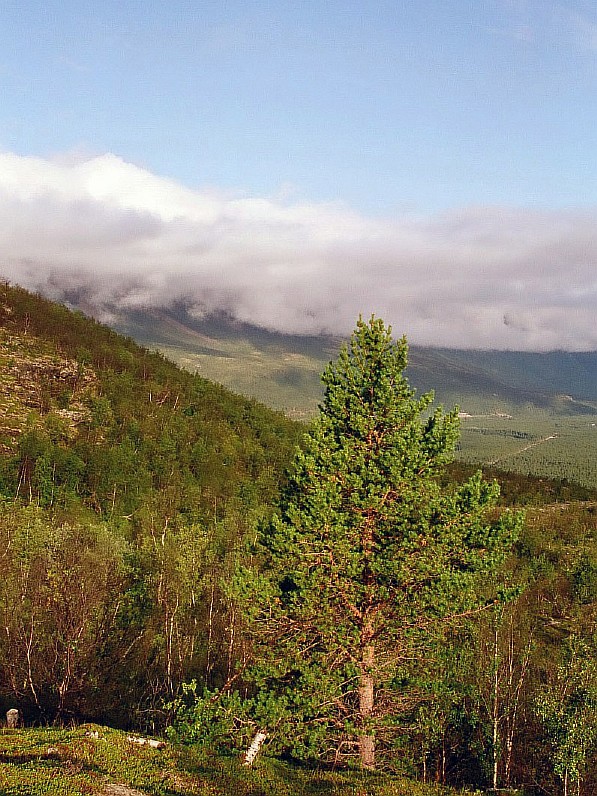 Изображение особи Pinus friesiana.