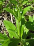 Myosotis sparsiflora. Верхняя часть цветущего растения. Московская обл., Одинцовский р-н, г. Кубинка, обочина дороги. 24.05.2011.