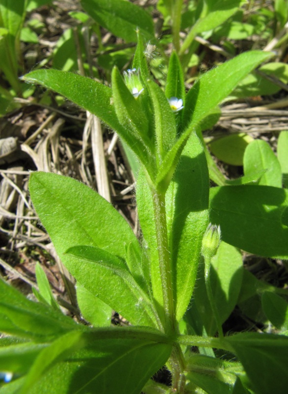 Изображение особи Myosotis sparsiflora.