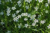 Stellaria holostea