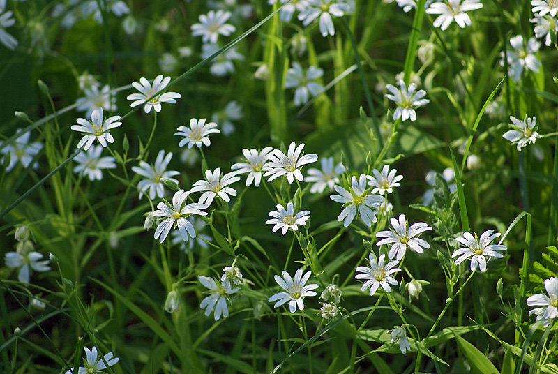 Изображение особи Stellaria holostea.