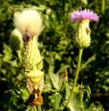 Cirsium ochrolepideum