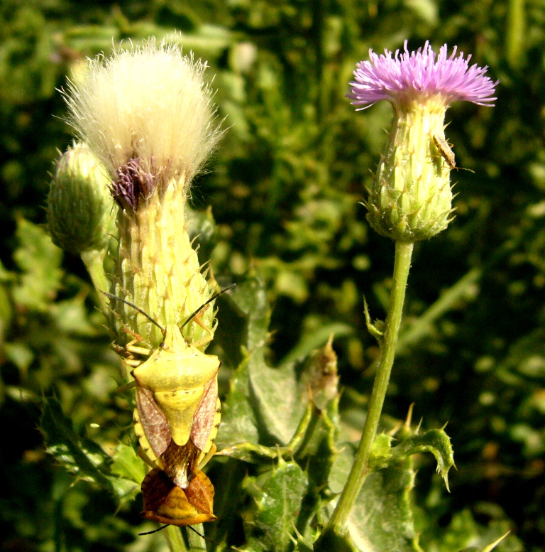 Image of Cirsium ochrolepideum specimen.