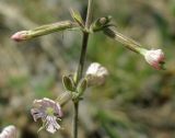 Silene quadriloba. Цветки и бутоны. Казахстан, Алматинская обл., хр. Торайгыр, перевал Аласы. 10.05.2011.