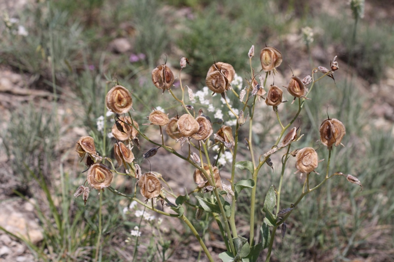 Изображение особи Rindera tetraspis.