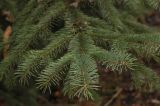 Picea sitchensis