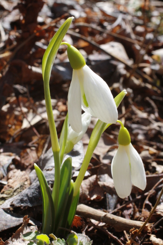Image of Galanthus plicatus specimen.
