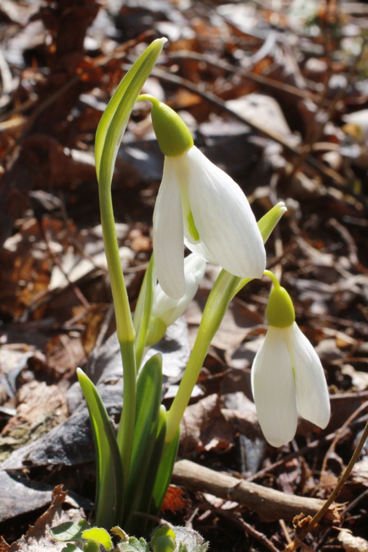 Изображение особи Galanthus plicatus.