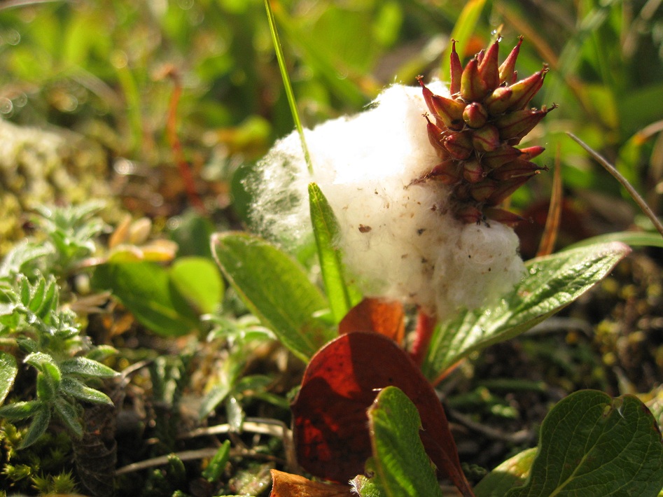 Image of genus Salix specimen.