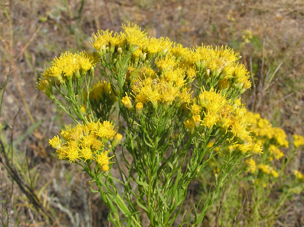 Image of Galatella biflora specimen.