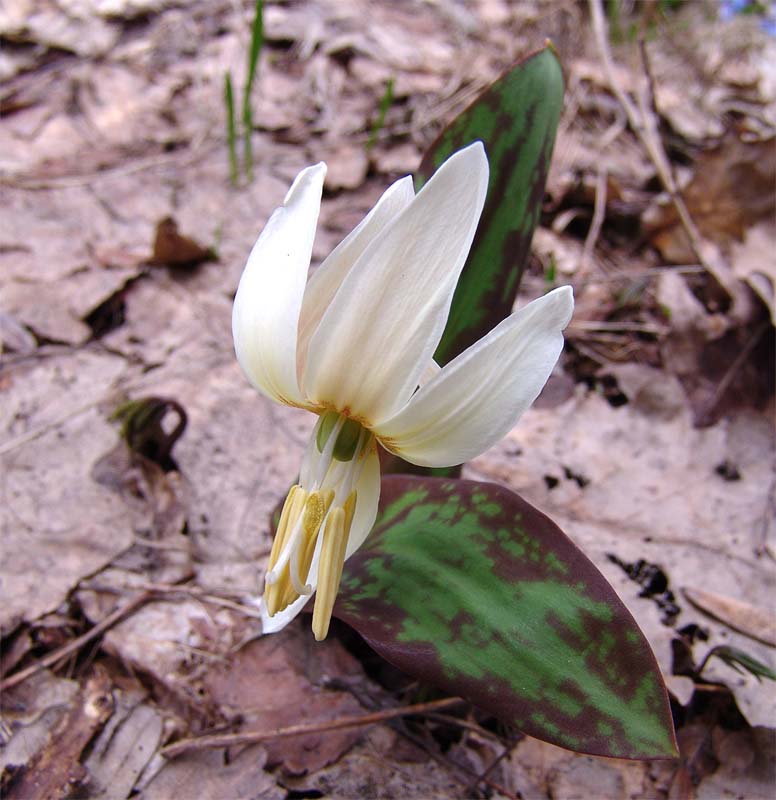 Image of Erythronium caucasicum specimen.