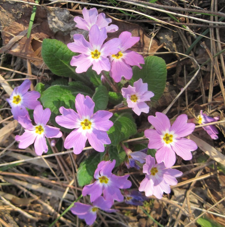 Изображение особи Primula vulgaris.