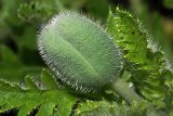 Papaver setiferum. Бутон. Московская обл., дачный участок. 27.05.2007.