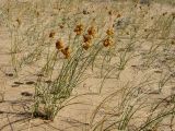 Carex physodes