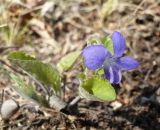 Viola rupestris