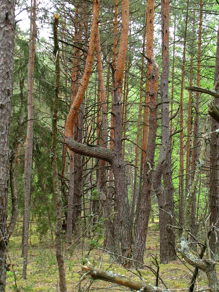 Изображение особи Pinus sylvestris.