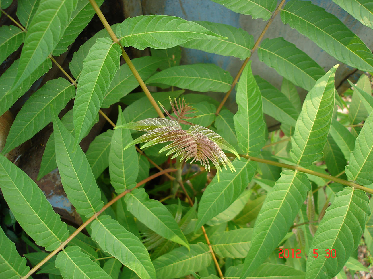 Изображение особи Ailanthus altissima.