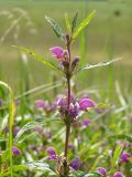 Phlomis pungens