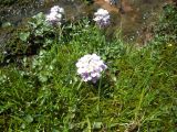 Cardamine seidlitziana