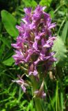 Dactylorhiza incarnata. Соцветие. Крым, Долгоруковская яйла, у ручья. 11 июня 2012 г.
